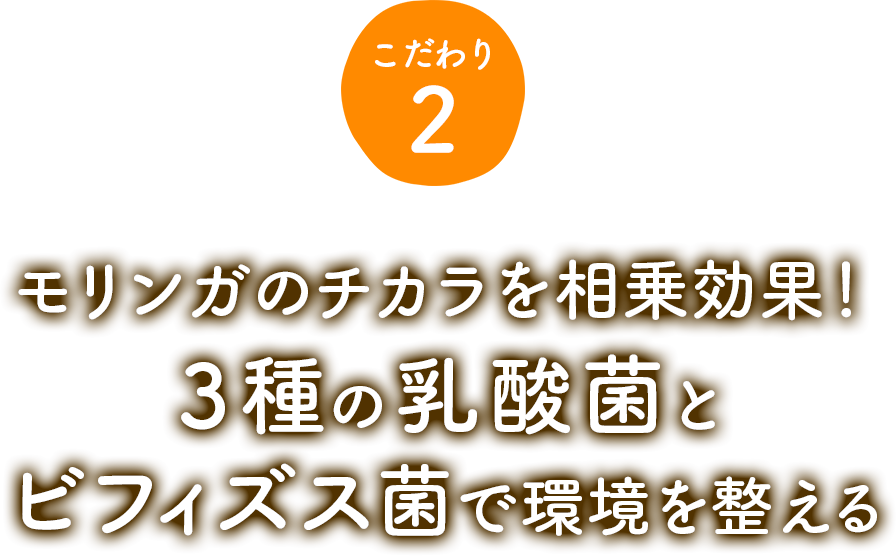 こだわり2、モリンガのチカラを相乗効果！３種の乳酸菌とビフィズス菌で環境を整える