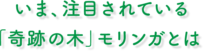 いま、注目されている「奇跡の木」モリンガとは